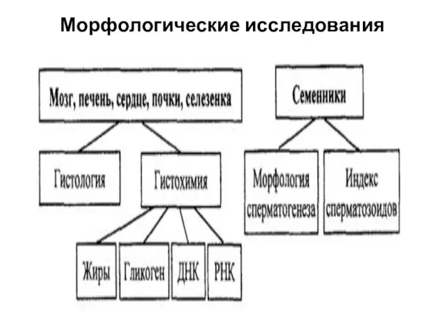 Морфологические исследования