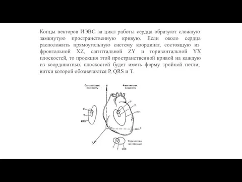 Концы векторов ИЭВС за цикл работы сердца образуют сложную замкнутую пространственную кривую.