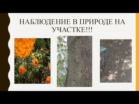 НАБЛЮДЕНИЕ В ПРИРОДЕ НА УЧАСТКЕ!!!