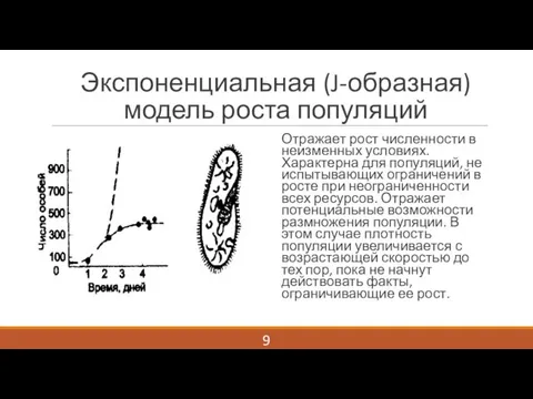 Экспоненциальная (J-образная) модель роста популяций 9 Отражает рост численности в неизменных условиях.