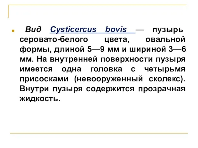 Вид Cysticercus bovis — пузырь серовато-белого цвета, овальной формы, длиной 5—9 мм