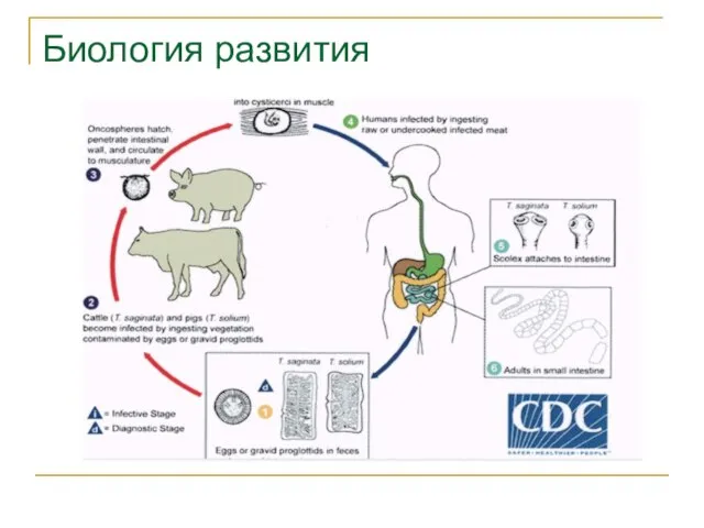 Биология развития