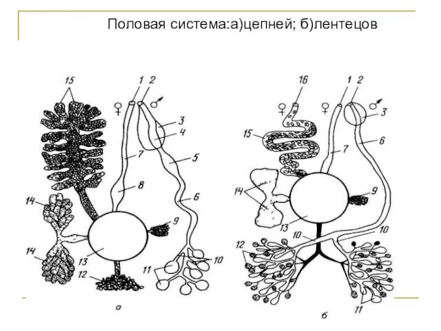 Половая система:а)цепней; б)лентецов