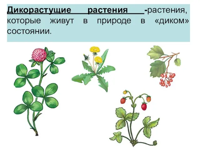 Дикорастущие растения -растения, которые живут в природе в «диком» состоянии.