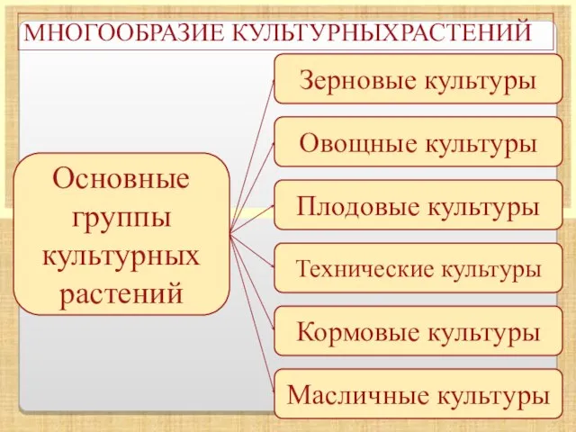 МНОГООБРАЗИЕ КУЛЬТУРНЫХРАСТЕНИЙ Основные группы культурных растений Овощные культуры Зерновые культуры Плодовые культуры