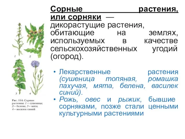 Сорные растения, или сорняки — дикорастущие растения, обитающие на землях, используемых в