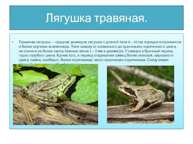 Лягушка травяная. Травяная лягушка — средних размеров лягушка с длиной тела 6—10