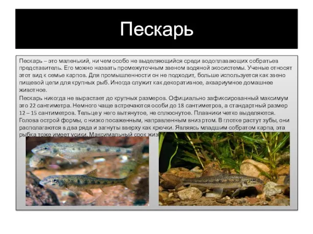 Пескарь Пескарь – это маленький, ни чем особо не выделяющийся среди водоплавающих