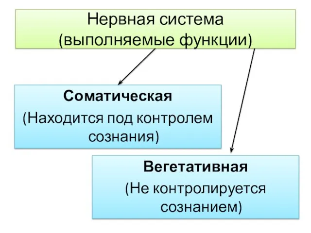 Соматическая (Находится под контролем сознания) Вегетативная (Не контролируется сознанием) Нервная система (выполняемые функции)