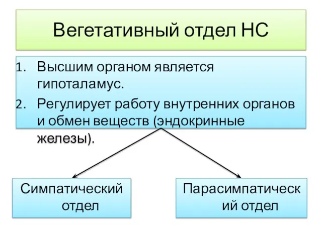 Вегетативный отдел НС Высшим органом является гипоталамус. Регулирует работу внутренних органов и