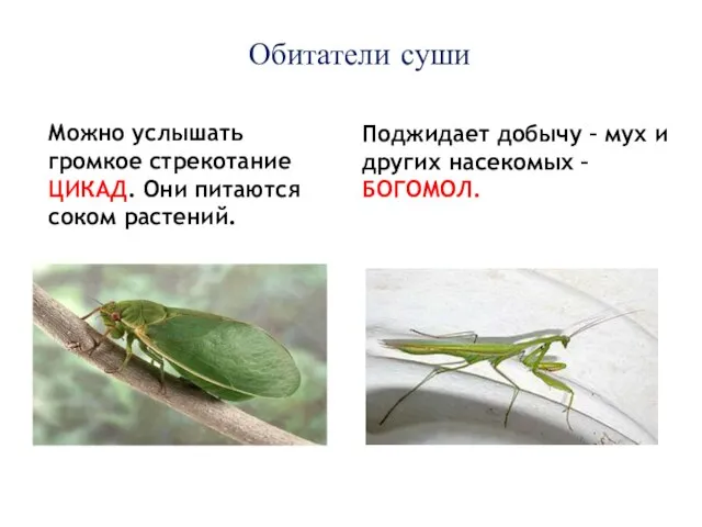 Обитатели суши Можно услышать громкое стрекотание ЦИКАД. Они питаются соком растений. Поджидает