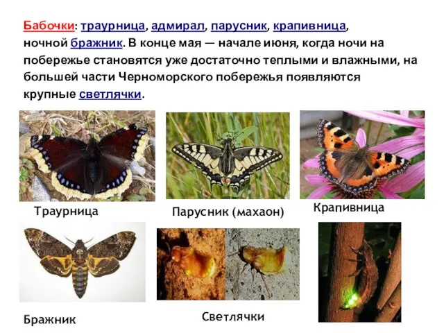 Бабочки: траурница, адмирал, парусник, крапивница, ночной бражник. В конце мая — начале
