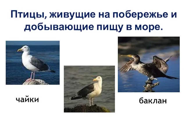 Птицы, живущие на побережье и добывающие пищу в море. чайки баклан