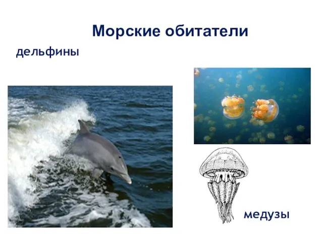 Морские обитатели дельфины медузы