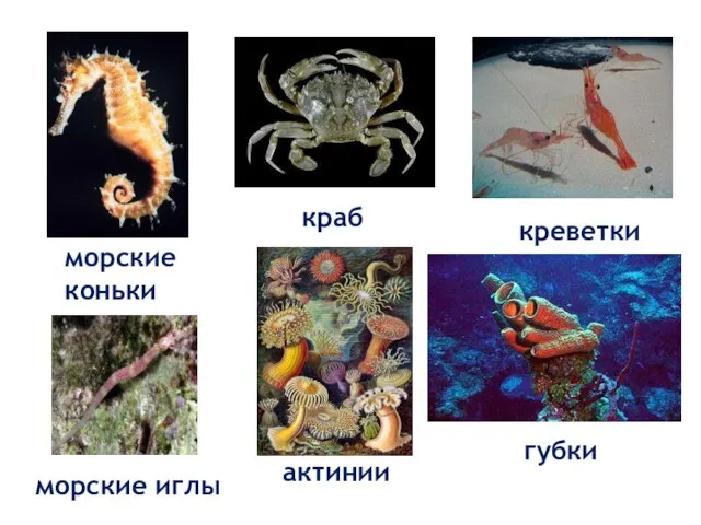 морские коньки краб креветки актинии губки морские иглы