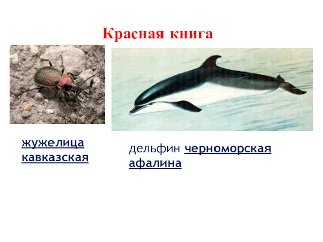Красная книга жужелица кавказская дельфин черноморская афалина