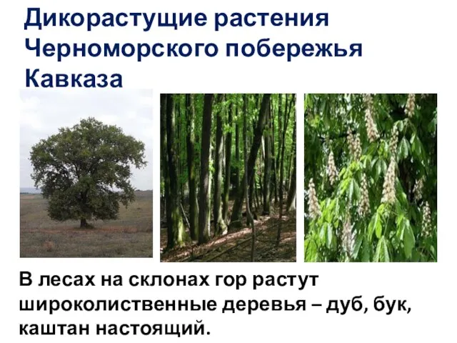 Дикорастущие растения Черноморского побережья Кавказа В лесах на склонах гор растут широколиственные