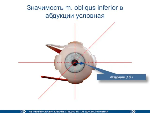 Значимость m. obliqus inferior в абдукции условная Абдукция (1%)