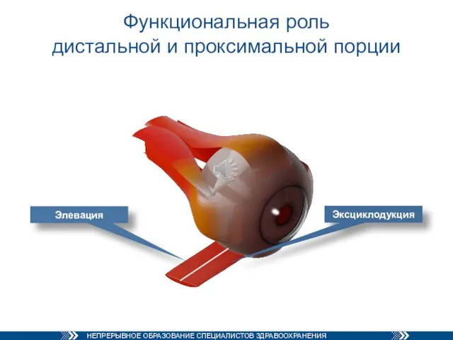 Функциональная роль дистальной и проксимальной порции Эксциклодукция Элевация