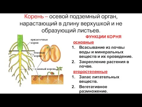 Корень – осевой подземный орган, нарастающий в длину верхушкой и не образующий