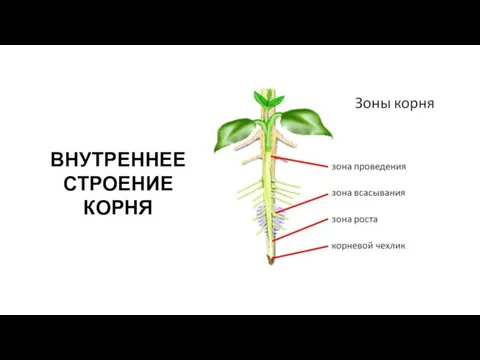 ВНУТРЕННЕЕ СТРОЕНИЕ КОРНЯ