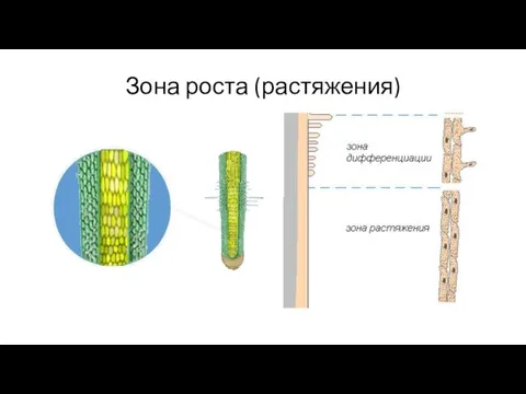 Зона роста (растяжения)