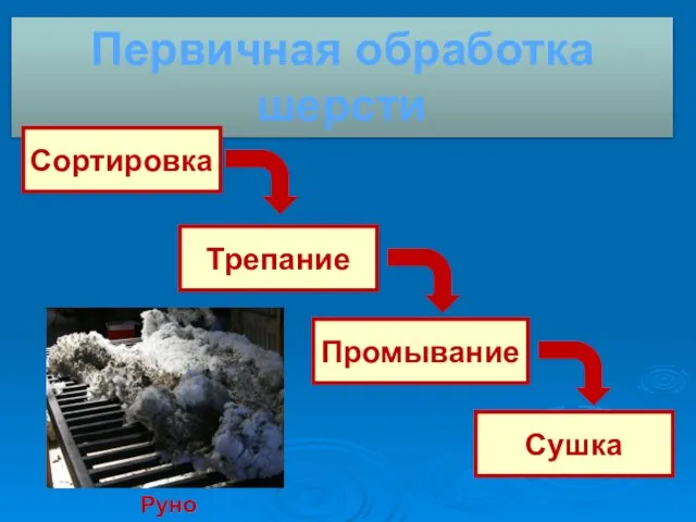 Первичная обработка шерсти Сортировка Трепание Промывание Сушка Руно