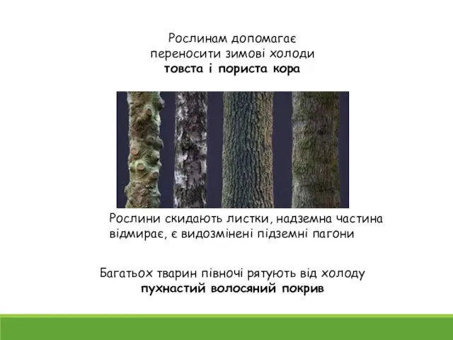 Рослинам допомагає переносити зимові холоди товста і пориста кора Багатьох тварин півночі