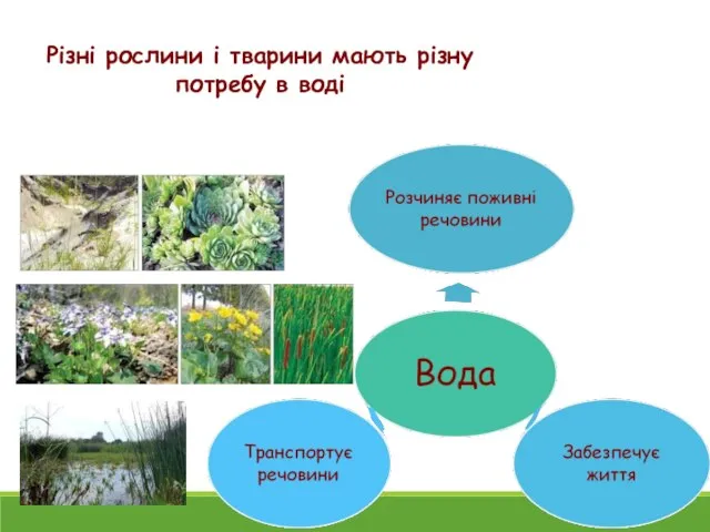 Різні рослини і тварини мають різну потребу в воді