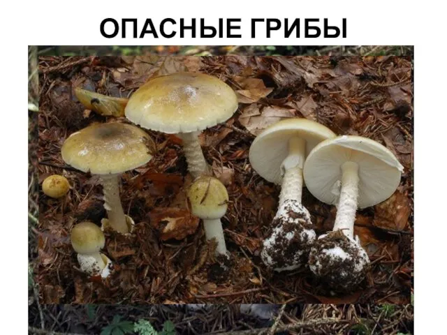 ОПАСНЫЕ ГРИБЫ