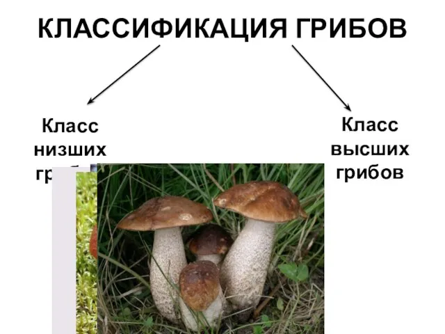 КЛАССИФИКАЦИЯ ГРИБОВ Класс низших грибов Класс высших грибов