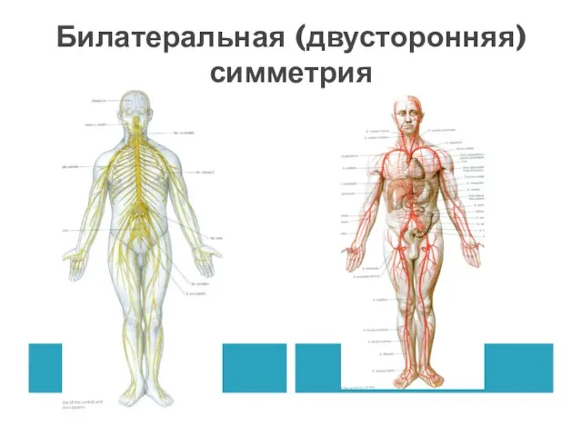 Билатеральная (двусторонняя) симметрия