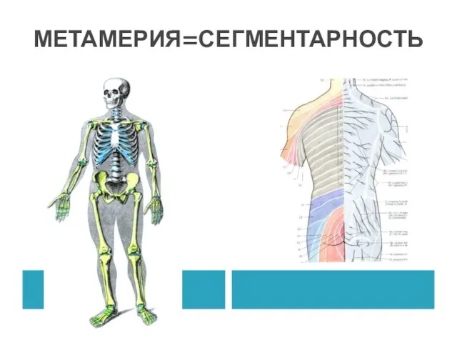 МЕТАМЕРИЯ=СЕГМЕНТАРНОСТЬ