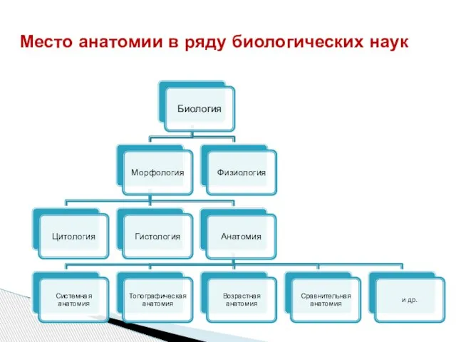 Место анатомии в ряду биологических наук