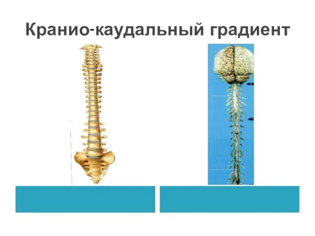 Кранио-каудальный градиент