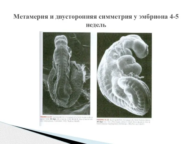 Метамерия и двусторонняя симметрия у эмбриона 4-5 недель