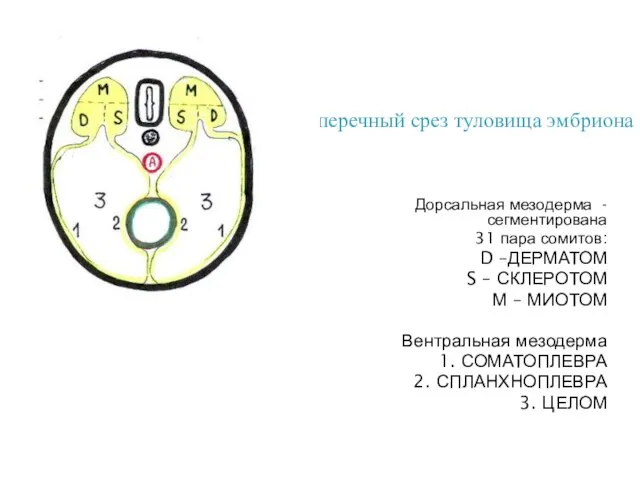 Поперечный срез туловища эмбриона Дорсальная мезодерма - сегментирована 31 пара сомитов: D