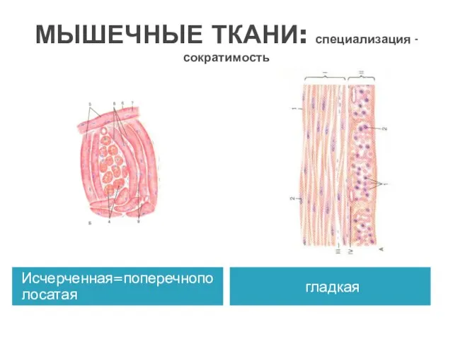 МЫШЕЧНЫЕ ТКАНИ: специализация - сократимость Исчерченная=поперечнополосатая гладкая