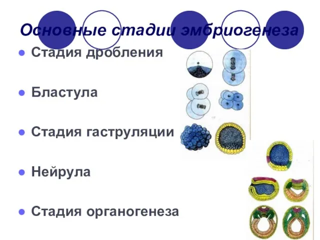 Основные стадии эмбриогенеза Стадия дробления Бластула Стадия гаструляции Нейрула Стадия органогенеза