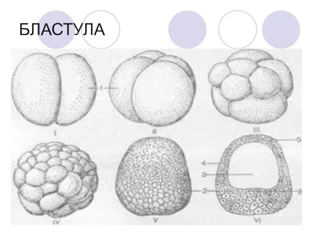 БЛАСТУЛА