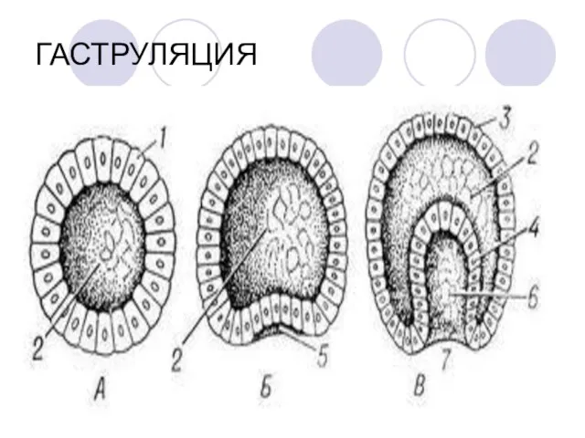 ГАСТРУЛЯЦИЯ