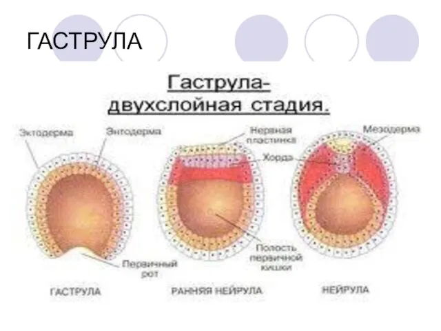 ГАСТРУЛА