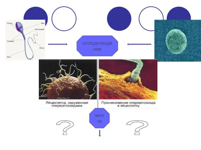 оплодотворение зигота ? ?