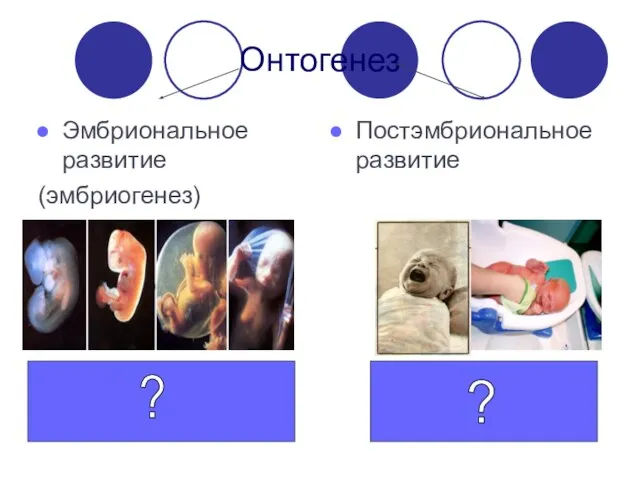 Онтогенез Эмбриональное развитие (эмбриогенез) Постэмбриональное развитие ? ?