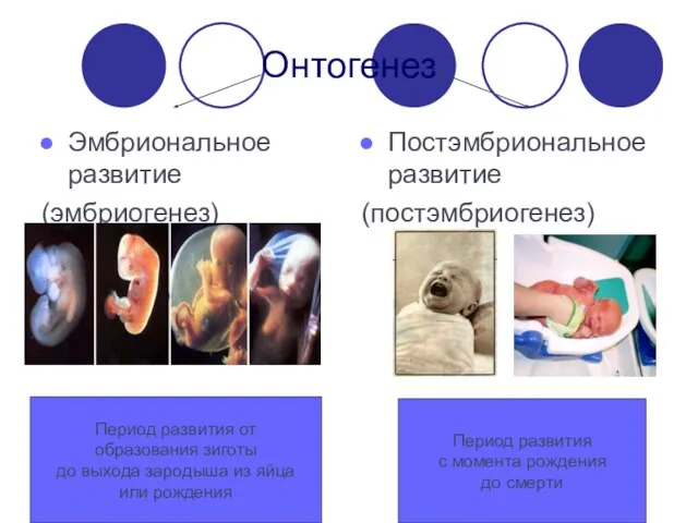 Онтогенез Эмбриональное развитие (эмбриогенез) Постэмбриональное развитие (постэмбриогенез) Период развития от образования зиготы