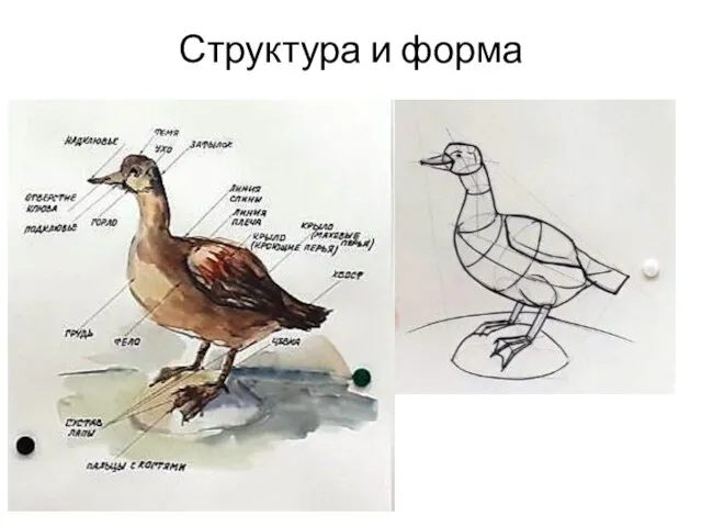 Структура и форма