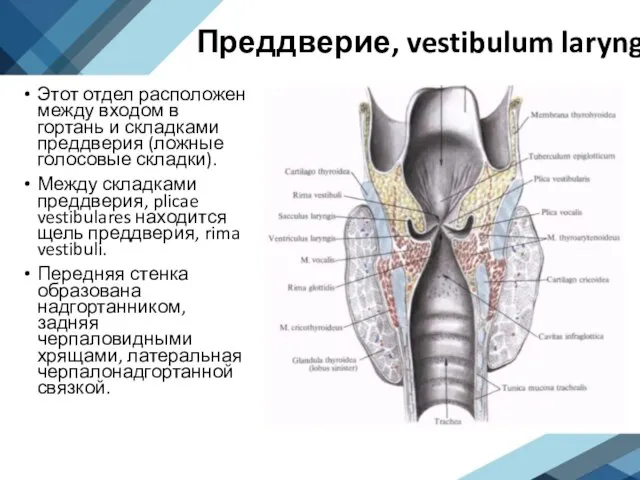 Преддверие, vestibulum laryngis Этот отдел расположен между входом в гортань и складками