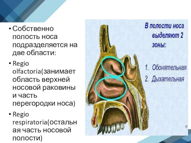 Собственно полость носа подразделяется на две области: Regio olfactoria(занимает область верхней носовой