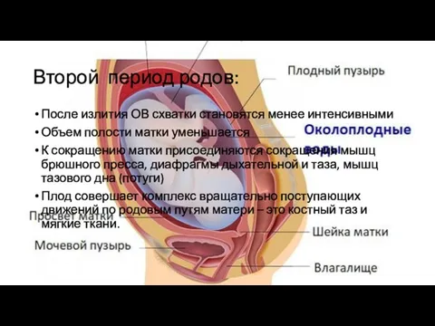 Второй период родов: После излития ОВ схватки становятся менее интенсивными Объем полости