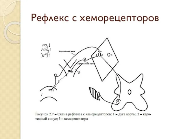 Рефлекс с хеморецепторов